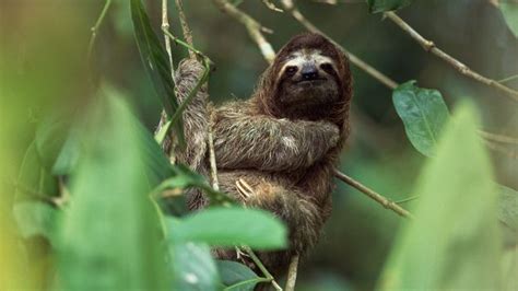 Oropouche: The mysterious 'sloth virus' with no treatment .
